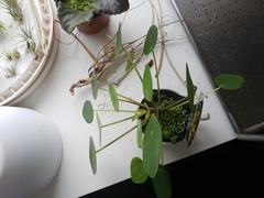 Pilea peperomioides
