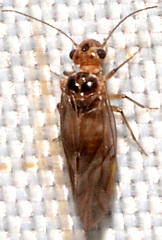 Peripsocus