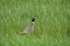 Phasianus colchicus pallasi