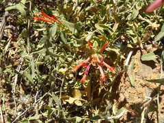 Monardella macrantha