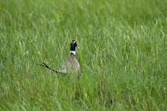 Phasianus colchicus pallasi