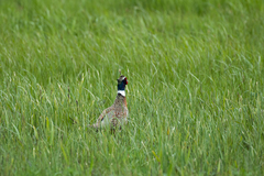 Phasianus colchicus pallasi