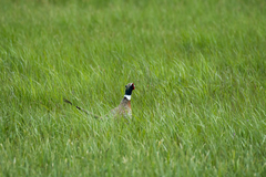 Phasianus colchicus pallasi