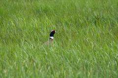 Phasianus colchicus pallasi