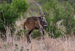 Tragelaphus scriptus bor