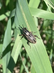 Sphenophorus australis