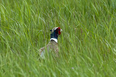 Phasianus colchicus pallasi