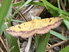 Hemeroplanis scopulepes