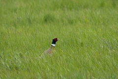 Phasianus colchicus pallasi