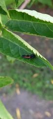 Harmonia axyridis
