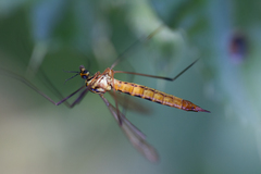 Nephrotoma flavescens