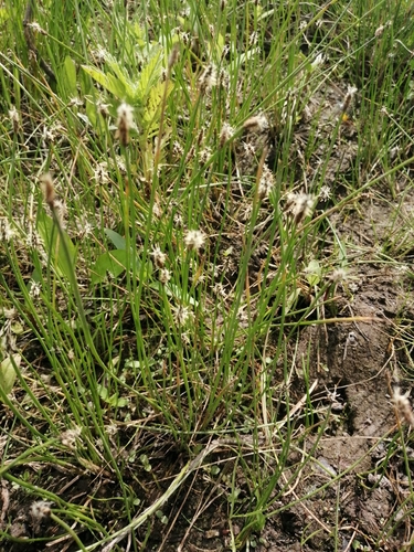 Image of Eleocharis uniglumis by (c) Michael Kozlov, some rights reserved (CC BY)