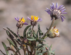 Erigeron eatonii