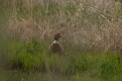 Phasianus colchicus pallasi