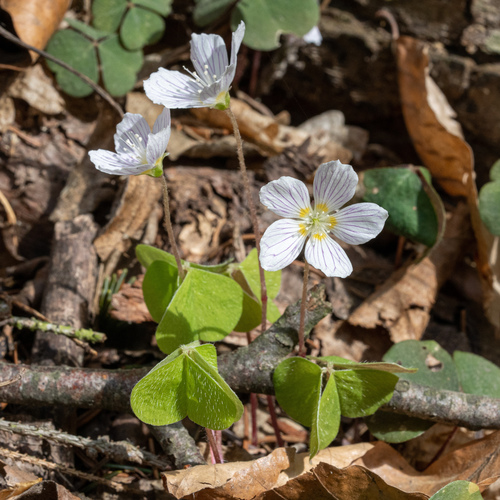 Kyslička obyčajná (Oxalis acetosella)