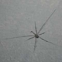 Opilio transversalis