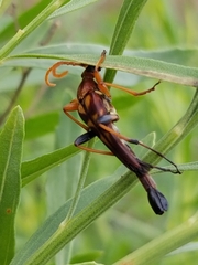 Strangalia virilis