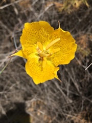 Calochortus weedii