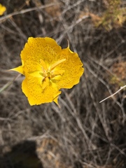 Calochortus weedii