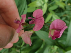 Lathyrus