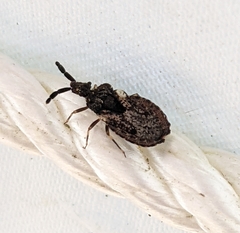 Aradus fuscomaculatus