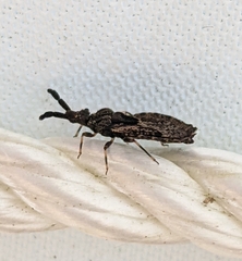 Aradus fuscomaculatus