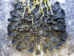 Collema subnigrescens