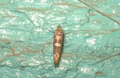 Acrolepiopsis assectella