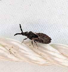Aradus fuscomaculatus