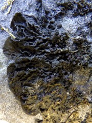 Collema subnigrescens