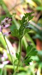 Fumaria muralis