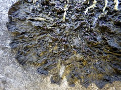 Collema subnigrescens