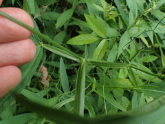 Lathyrus