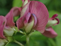 Lathyrus