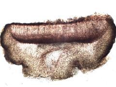 Collema subnigrescens