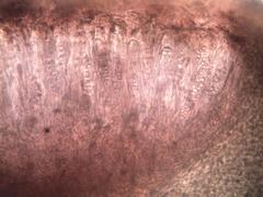 Collema subnigrescens