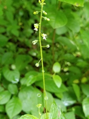 Circaea canadensis