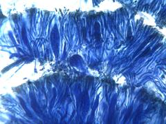 Collema subnigrescens