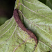 Poison Ivy Rust - Photo (c) Ben Smith, some rights reserved (CC BY), uploaded by Ben Smith