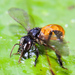 Red-tailed Stingless Bee - Photo (c) Cheryl Harleston López Espino, some rights reserved (CC BY-NC-ND), uploaded by Cheryl Harleston López Espino