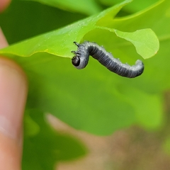 Craterocercus fraternalis