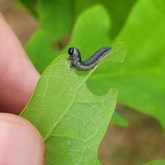 Craterocercus fraternalis