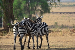 Equus quagga borensis