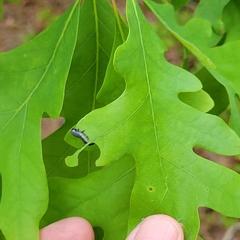 Craterocercus fraternalis