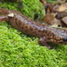 California Giant Salamander - Photo (c) J. Maughn, some rights reserved (CC BY-NC), uploaded by J. Maughn