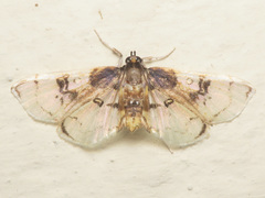 Compacta