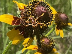 Strangalia virilis