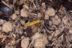 Nephrotoma flavescens