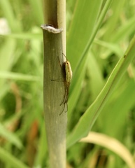 Tetragnatha straminea