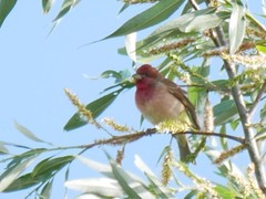 Carpodacus erythrinus